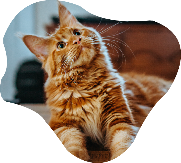 Chats Chats