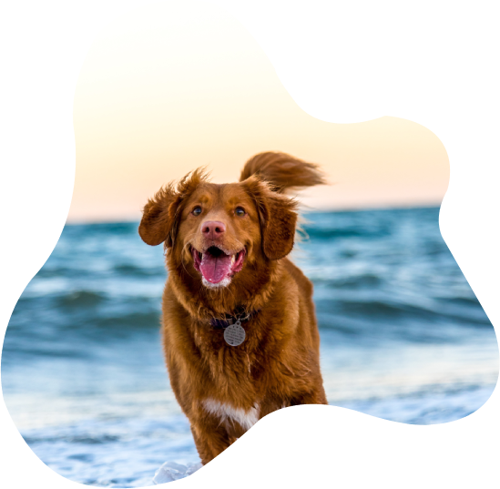 Chiens soins pour chiens