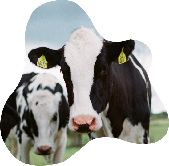 Vaches Vaches