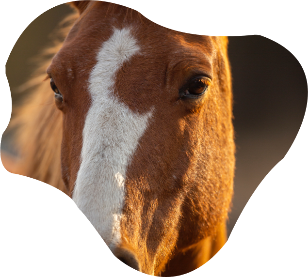 chevaux Chats